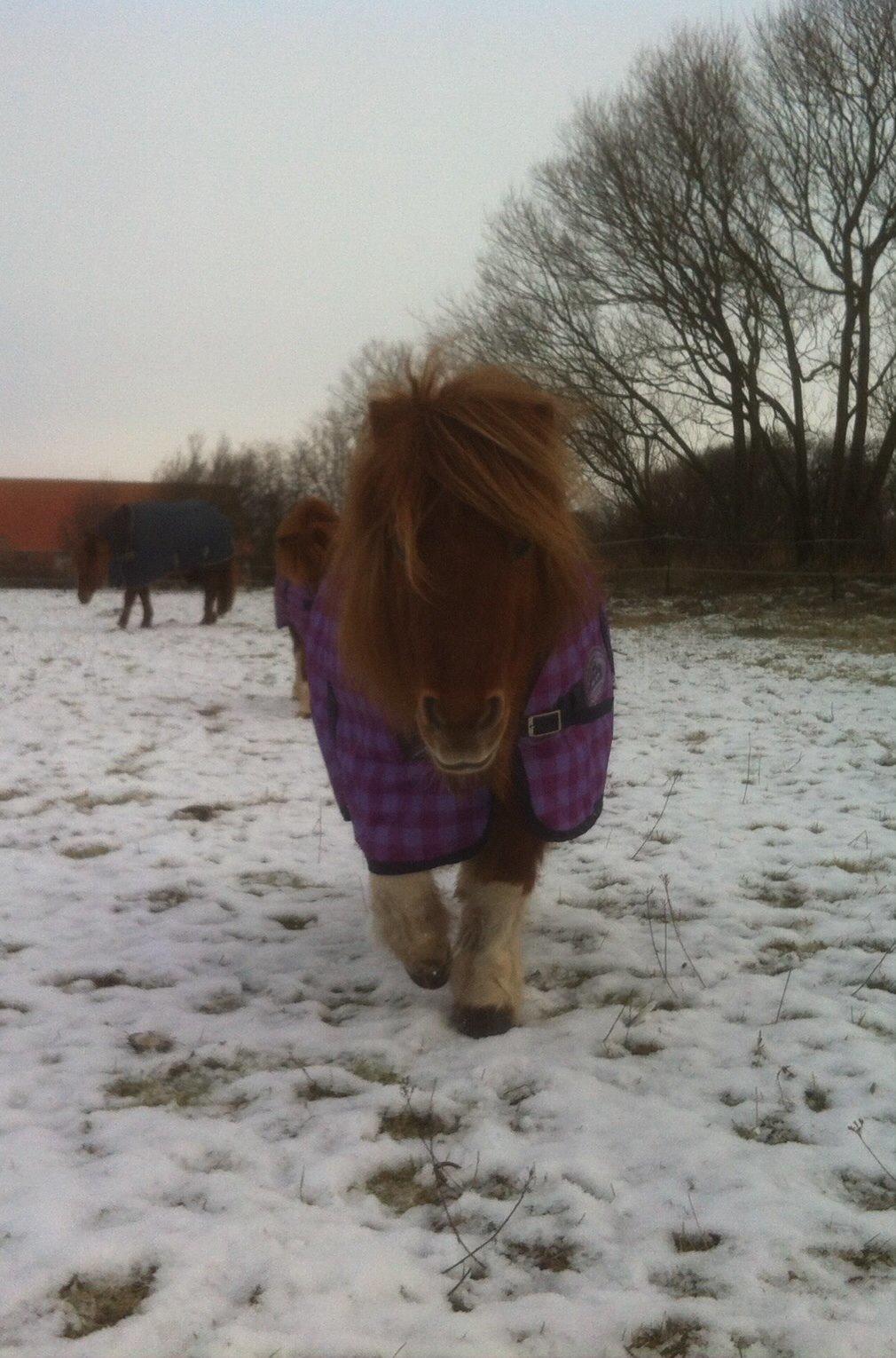 Anden særlig race Line billede 20
