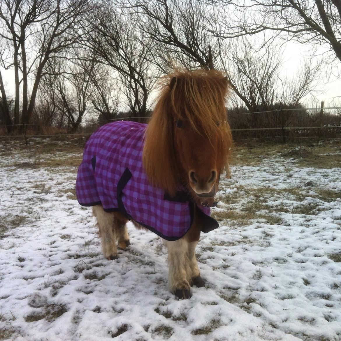 Anden særlig race Line billede 1