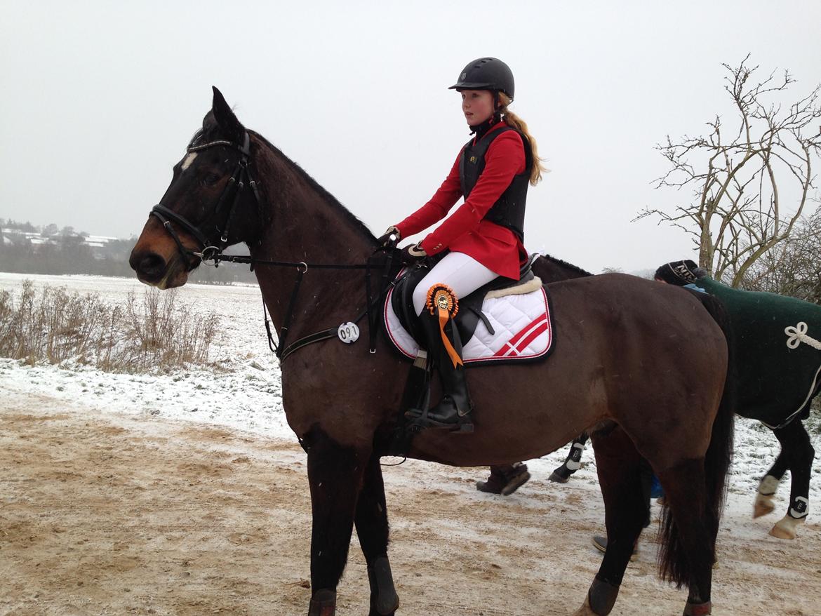 Dansk Varmblod Hedebo´s Fight billede 42