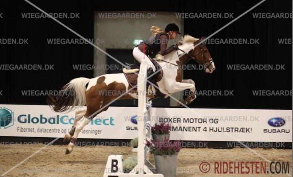 Hollandsk Sportspony Monique (For sale) billede 14