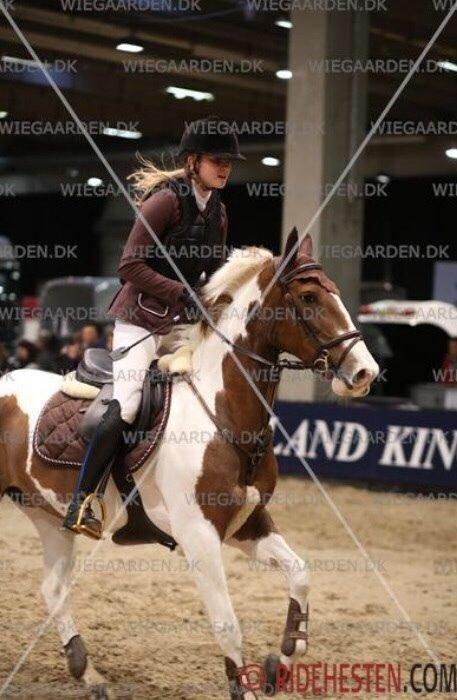 Hollandsk Sportspony Monique (For sale) billede 18