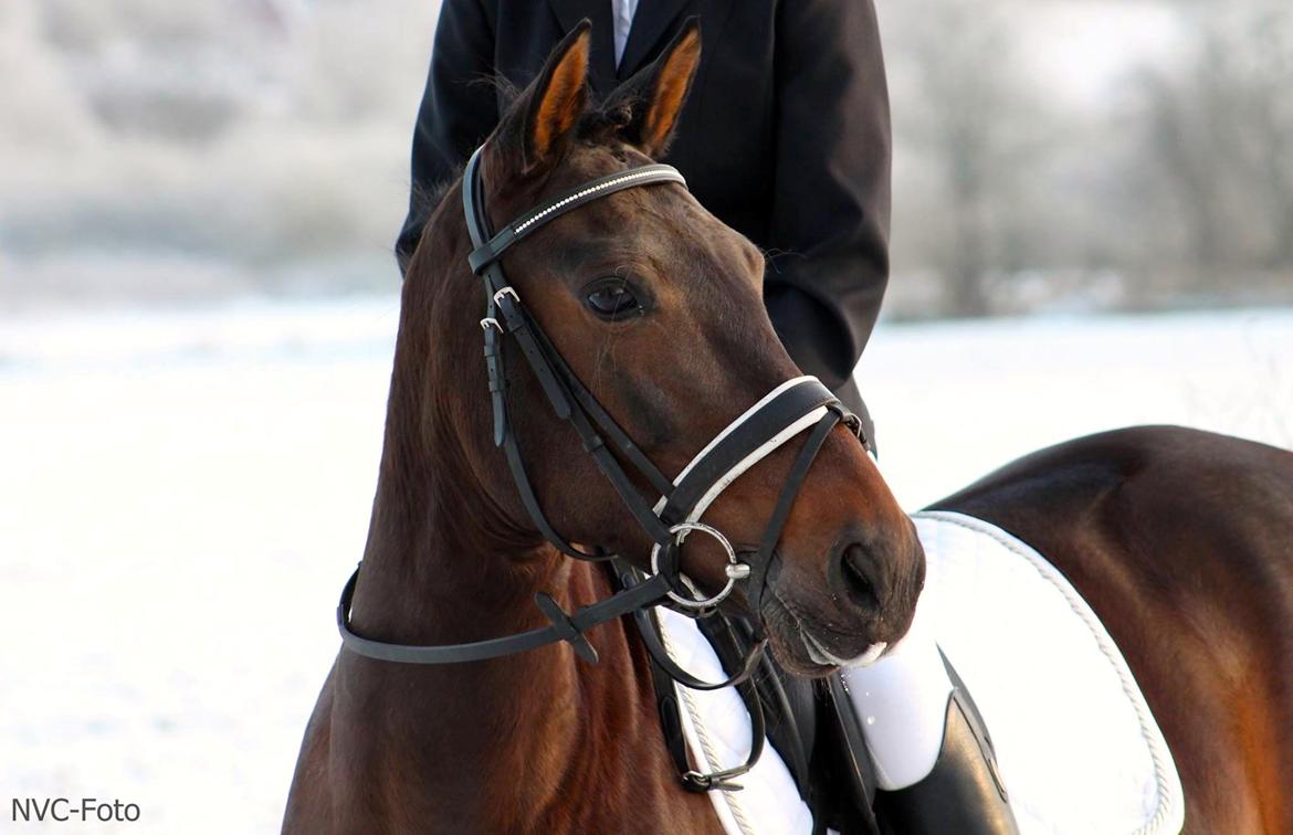 Anden særlig race Naomi - Stævne den 28/12 14 billede 20