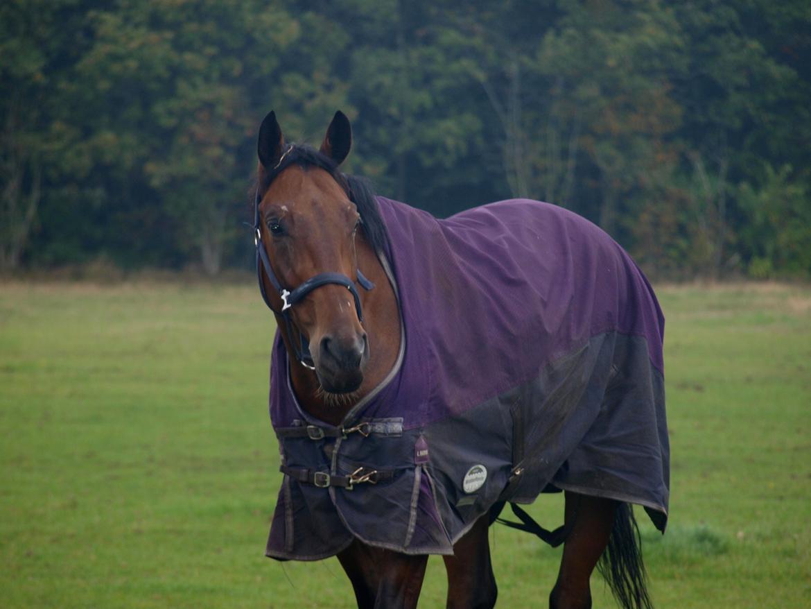 Dansk Varmblod Kjeldgårdens Temtus billede 2