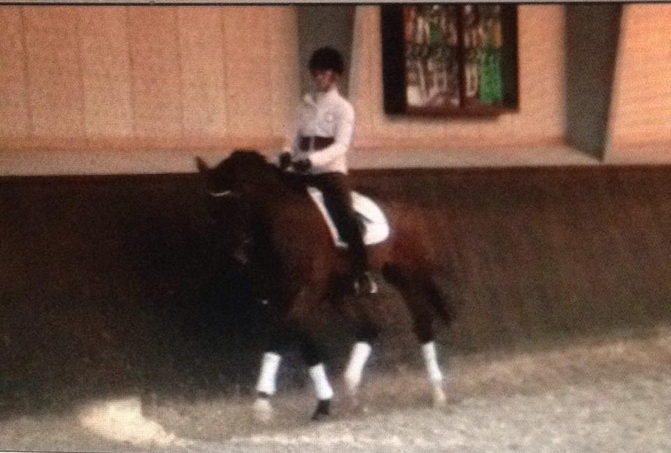 Dansk Varmblod Kjeldgårdens Temtus billede 3