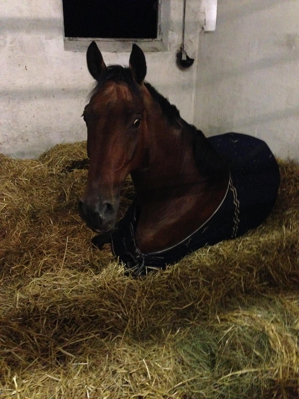 Dansk Varmblod Kjeldgårdens Temtus billede 7