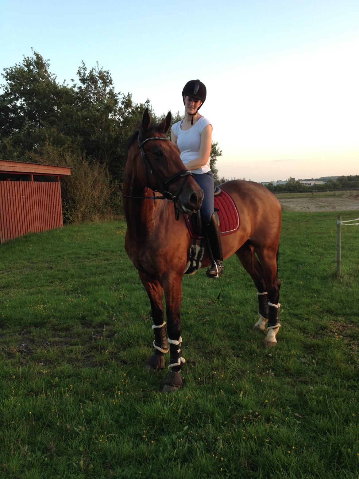 Dansk Varmblod Kjeldgårdens Temtus billede 8