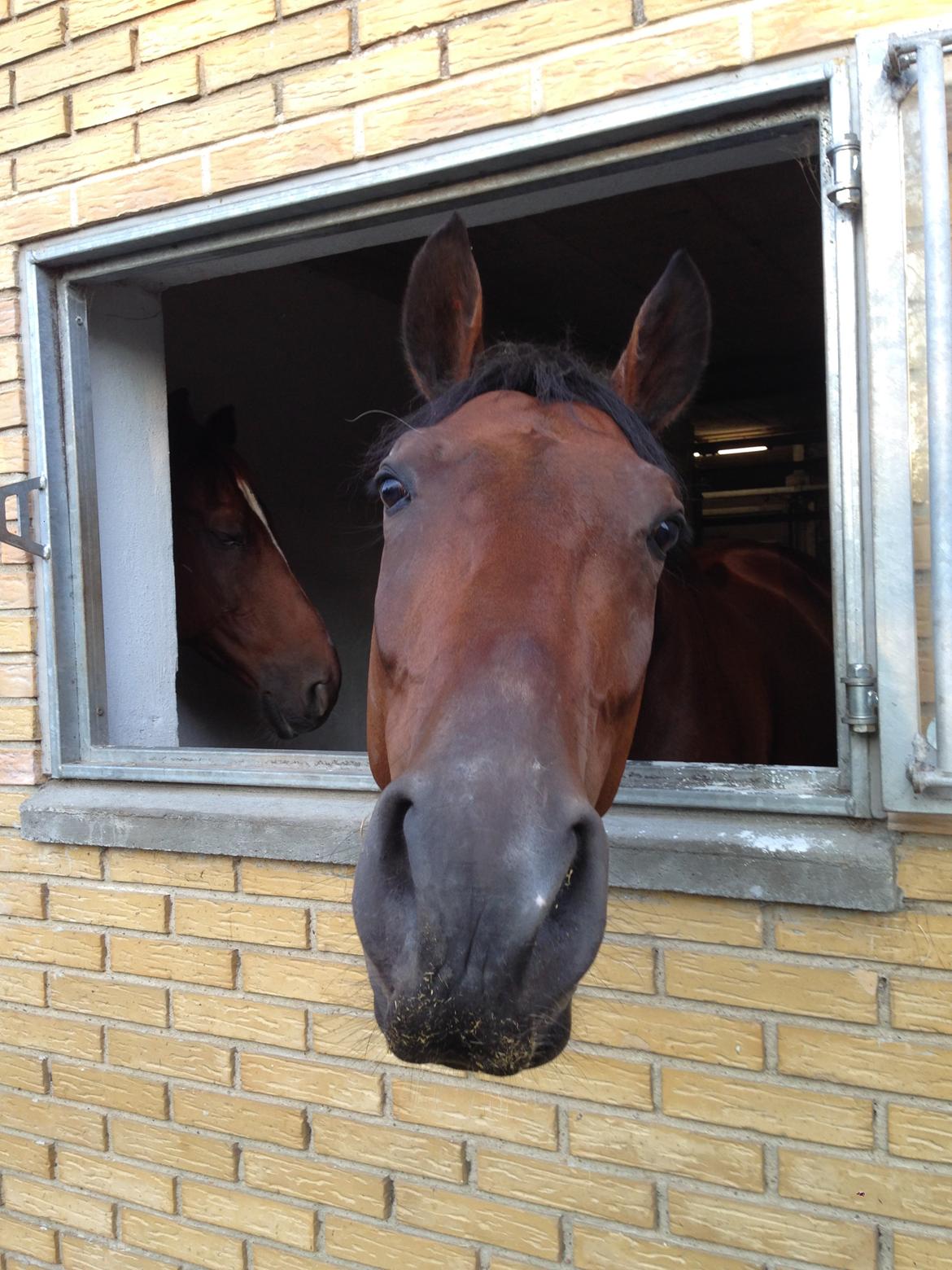 Dansk Varmblod Kjeldgårdens Temtus billede 4