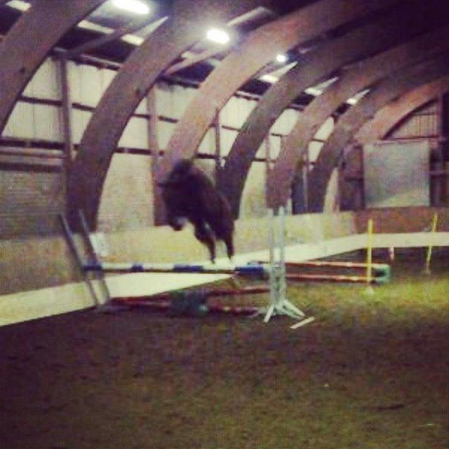 Dansk Varmblod Kjeldgårdens Temtus billede 12