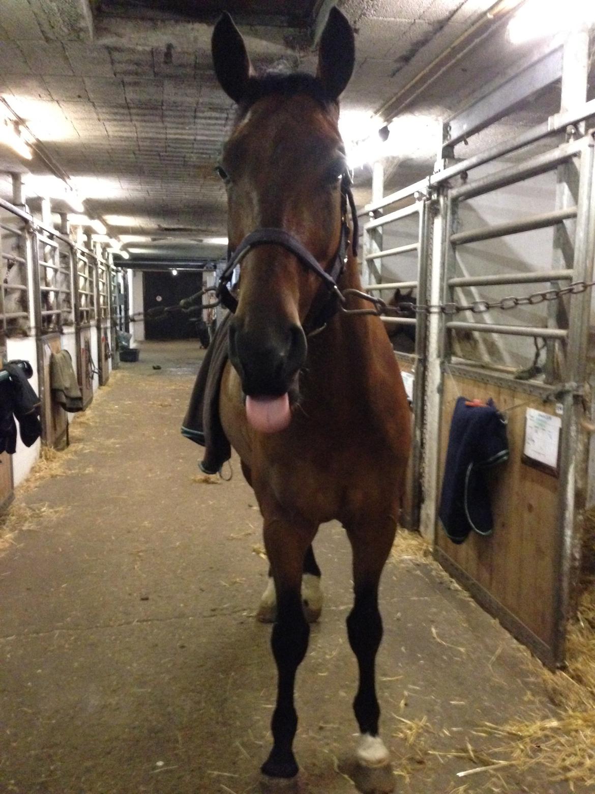 Dansk Varmblod Kjeldgårdens Temtus billede 16