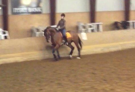 Dansk Varmblod Kjeldgårdens Temtus billede 10