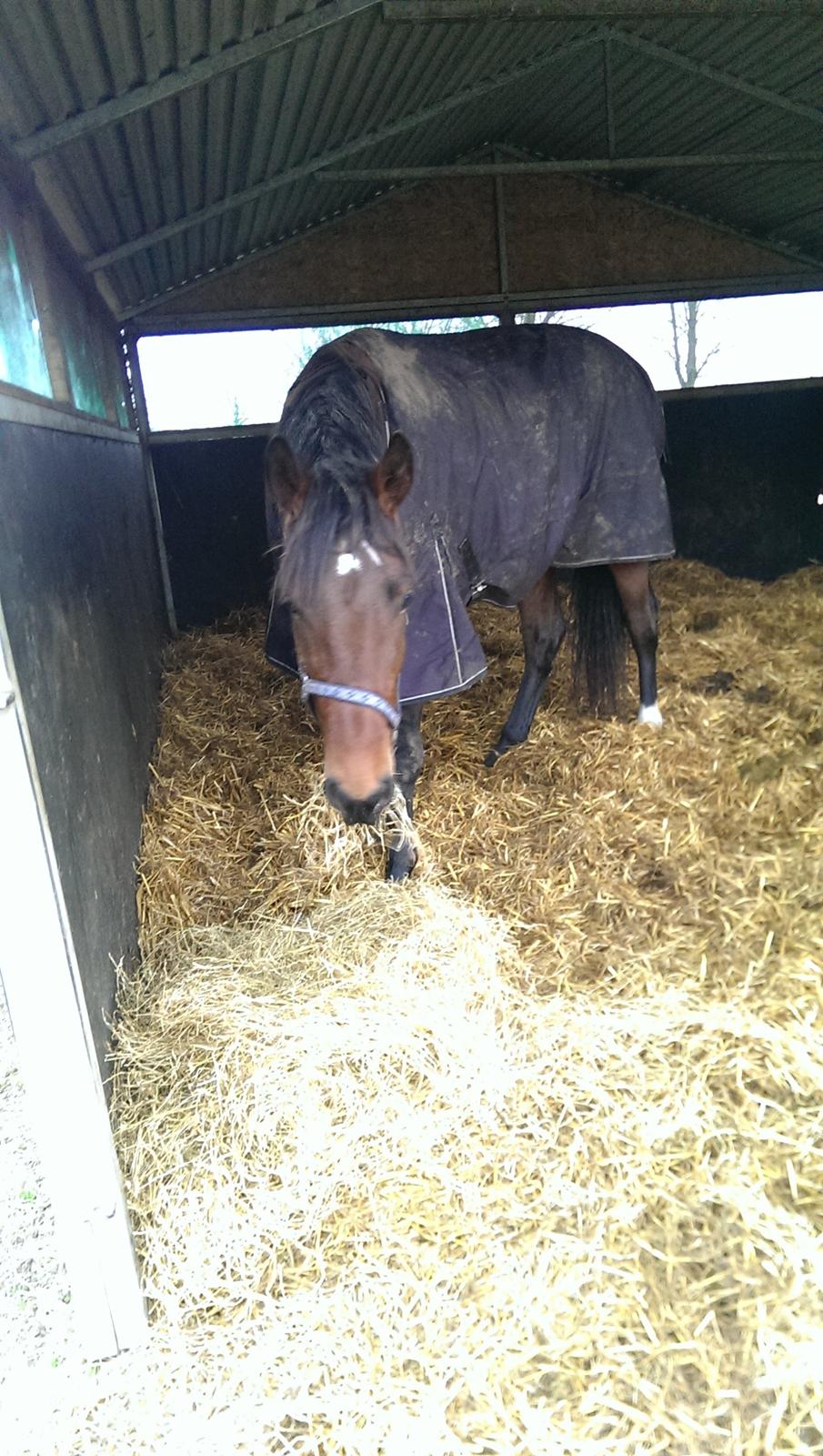 Dansk Varmblod Runehøjs Ziggie - Hygge i hytten billede 11