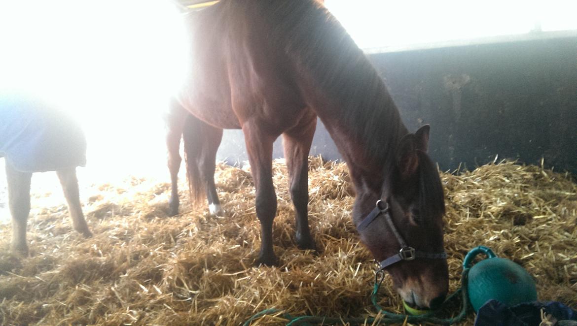 Dansk Varmblod Runehøjs Ziggie - Hygge i hytten billede 12