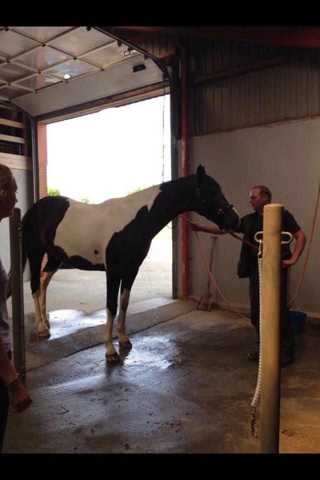 Pinto Karano billede 19