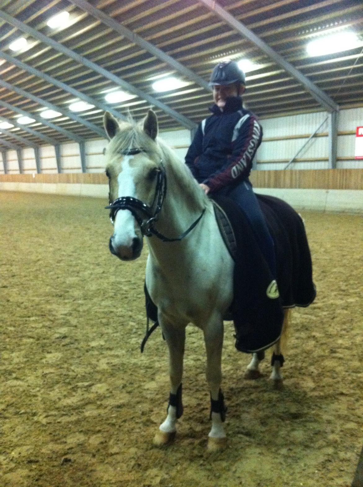 Palomino Helleskov's Golden Quest billede 4