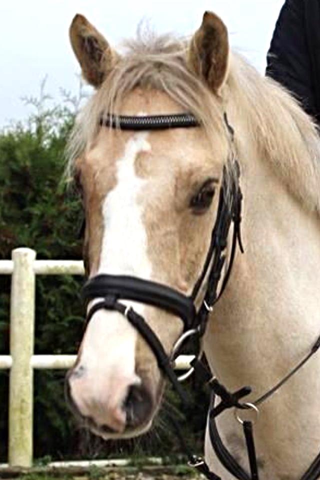Palomino Helleskov's Golden Quest billede 3