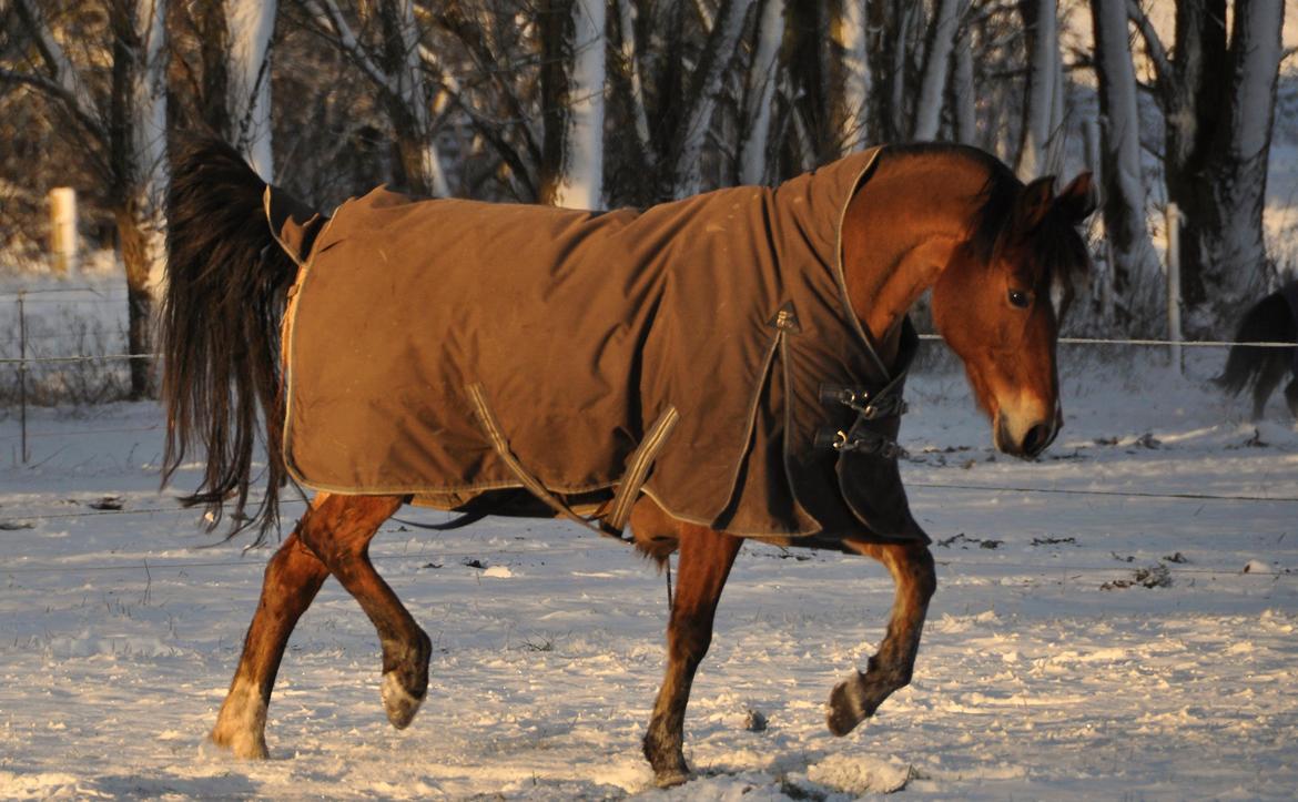 Tysk Sportspony Miré - Glad 2014 billede 1