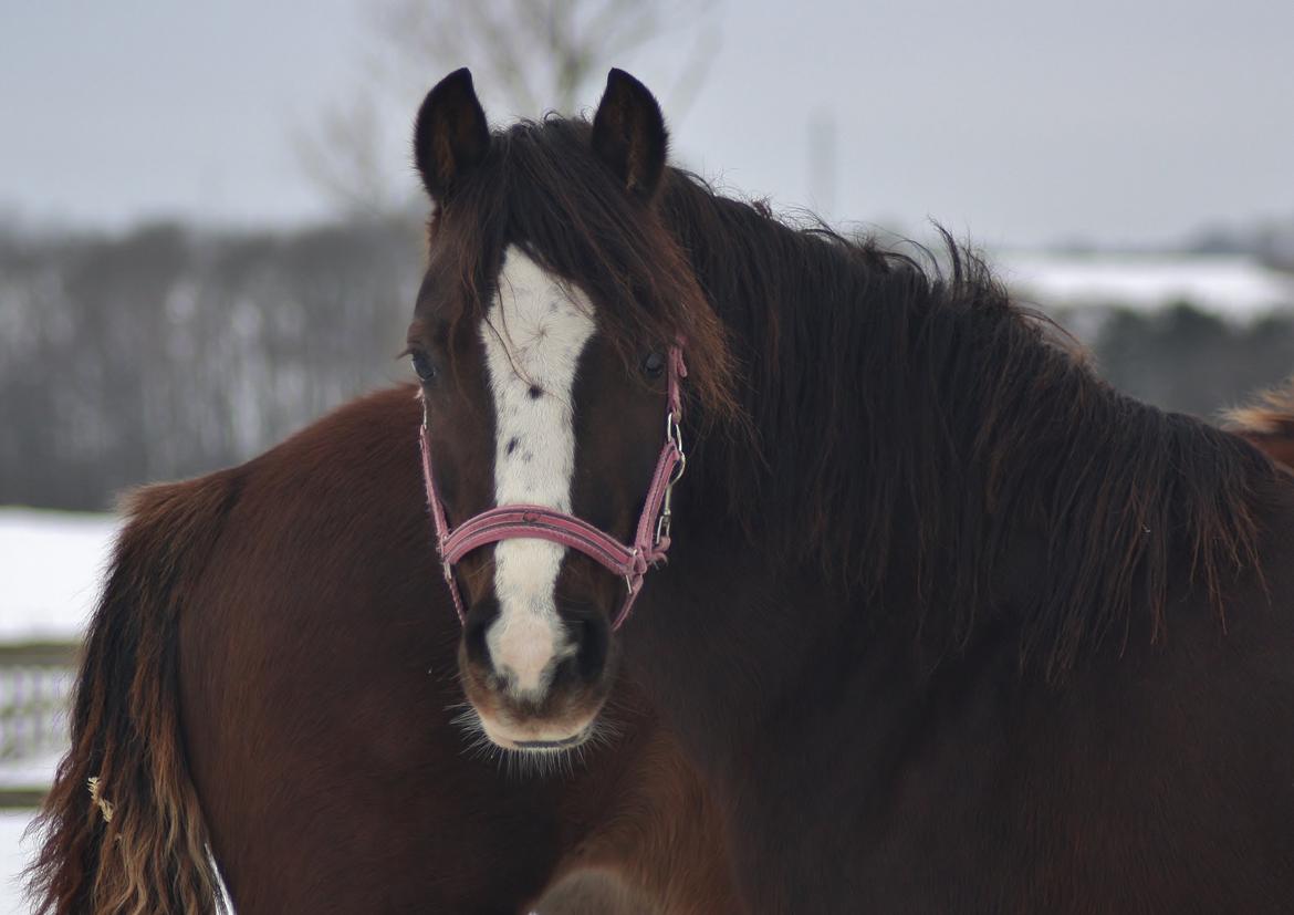 Welsh Pony af Cob-type (sec C) Maesllwch Lilibet billede 2