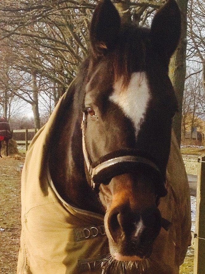 Trakehner Izolda af Møllehøjgård billede 1