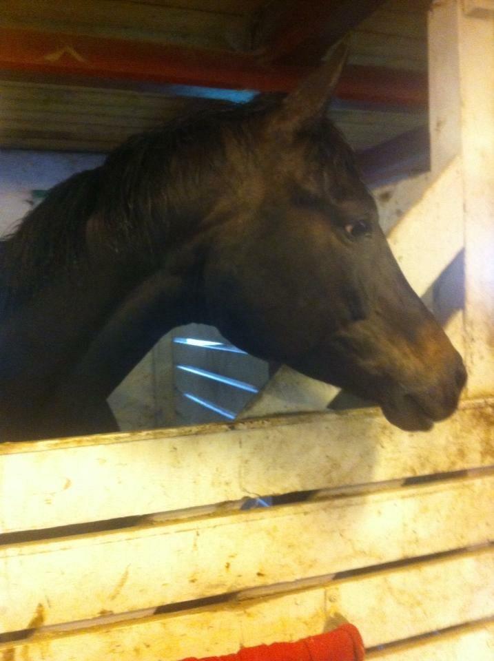 Trakehner Izolda af Møllehøjgård billede 5
