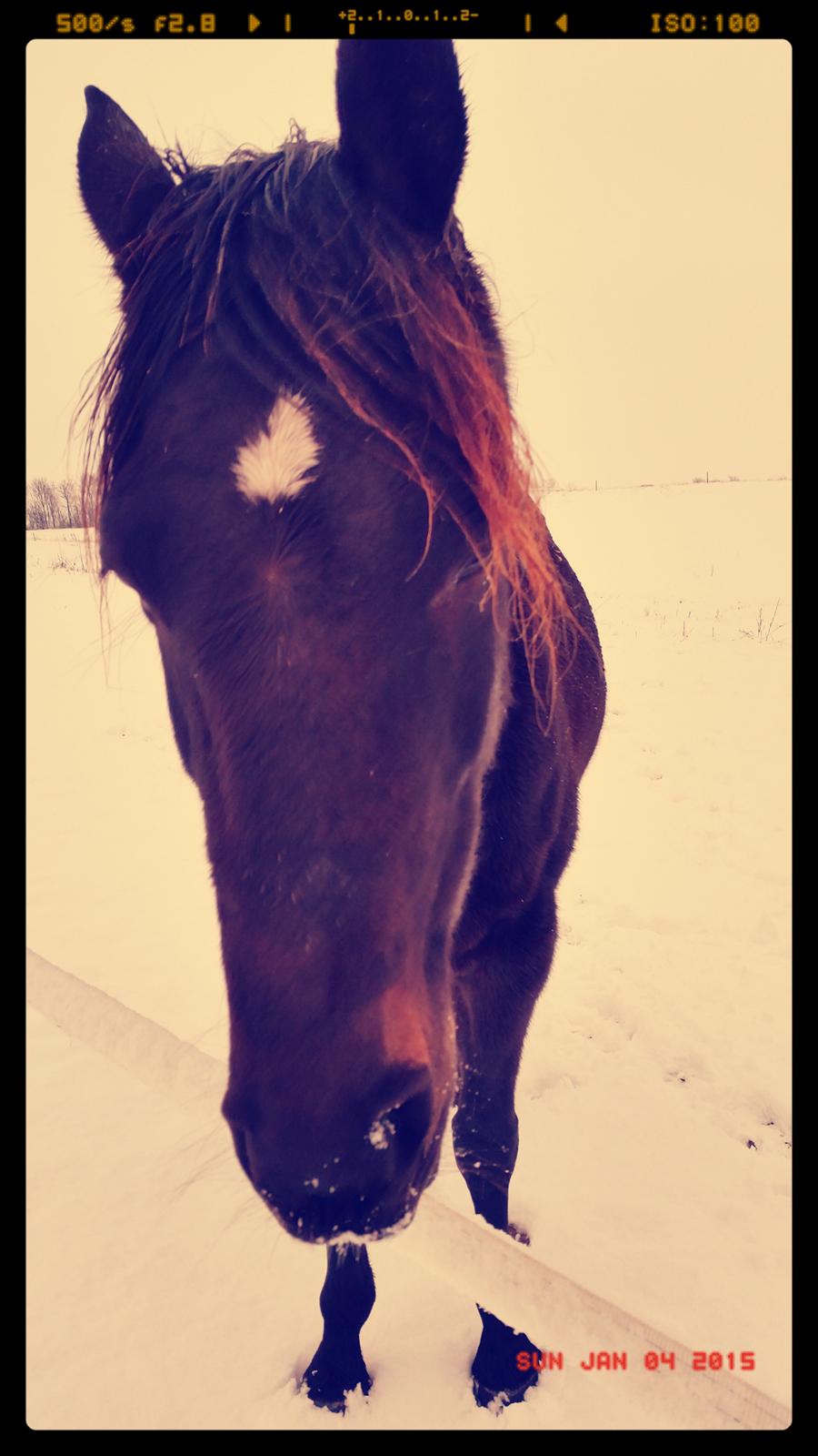 Traver New S (Daisy) R.I.P billede 9