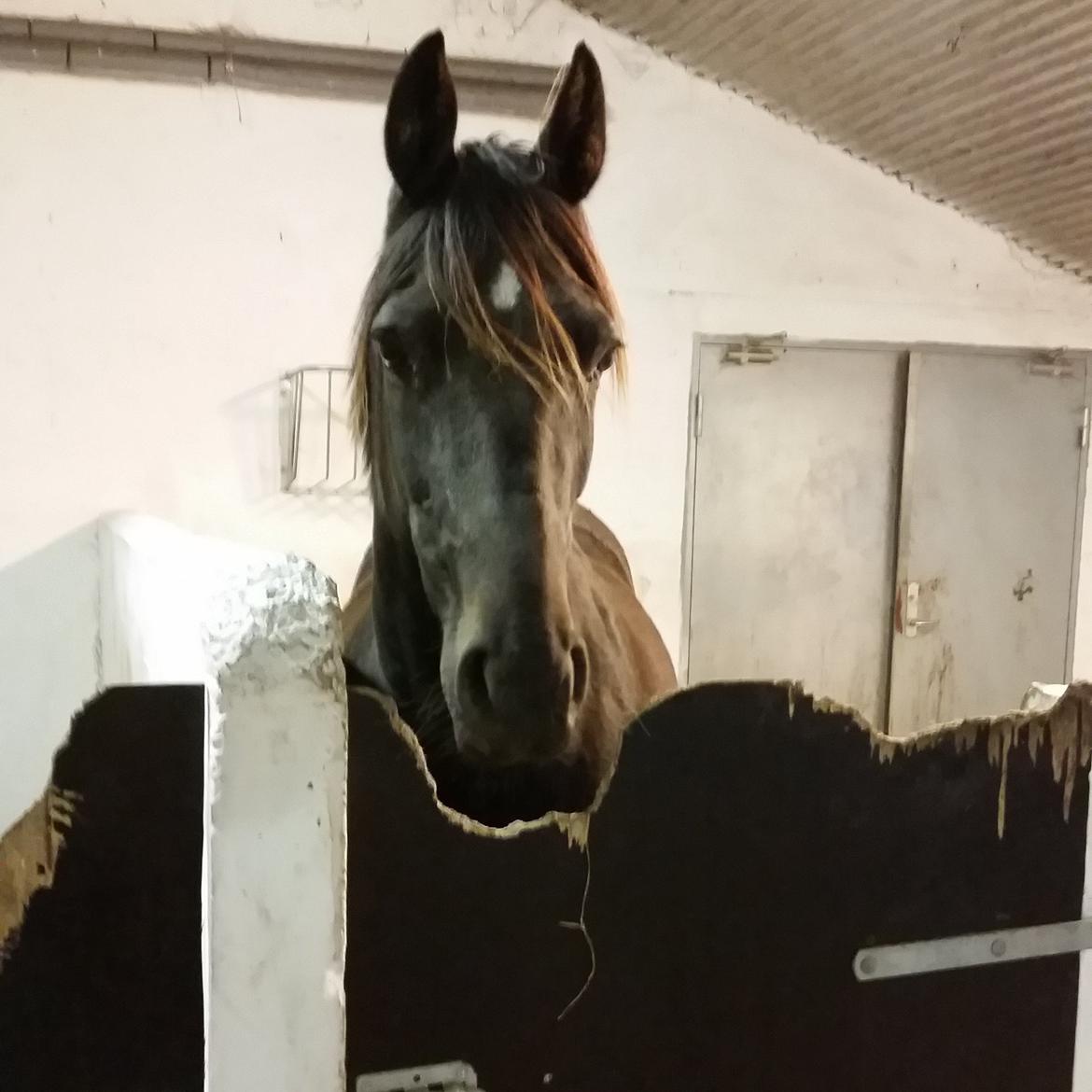 Traver New S (Daisy) R.I.P billede 13