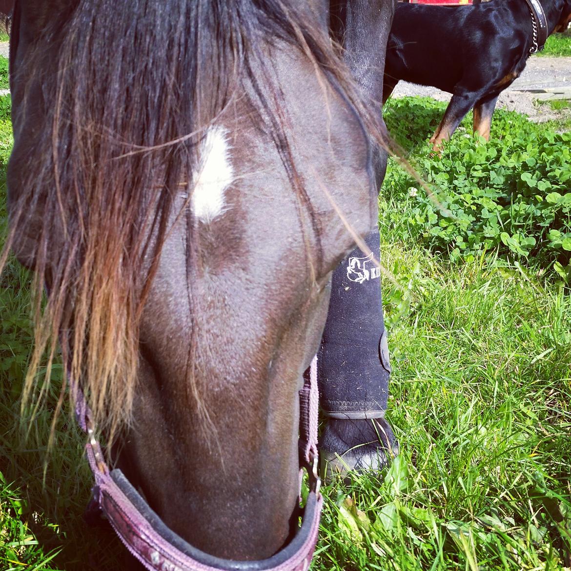 Traver New S (Daisy) R.I.P billede 11