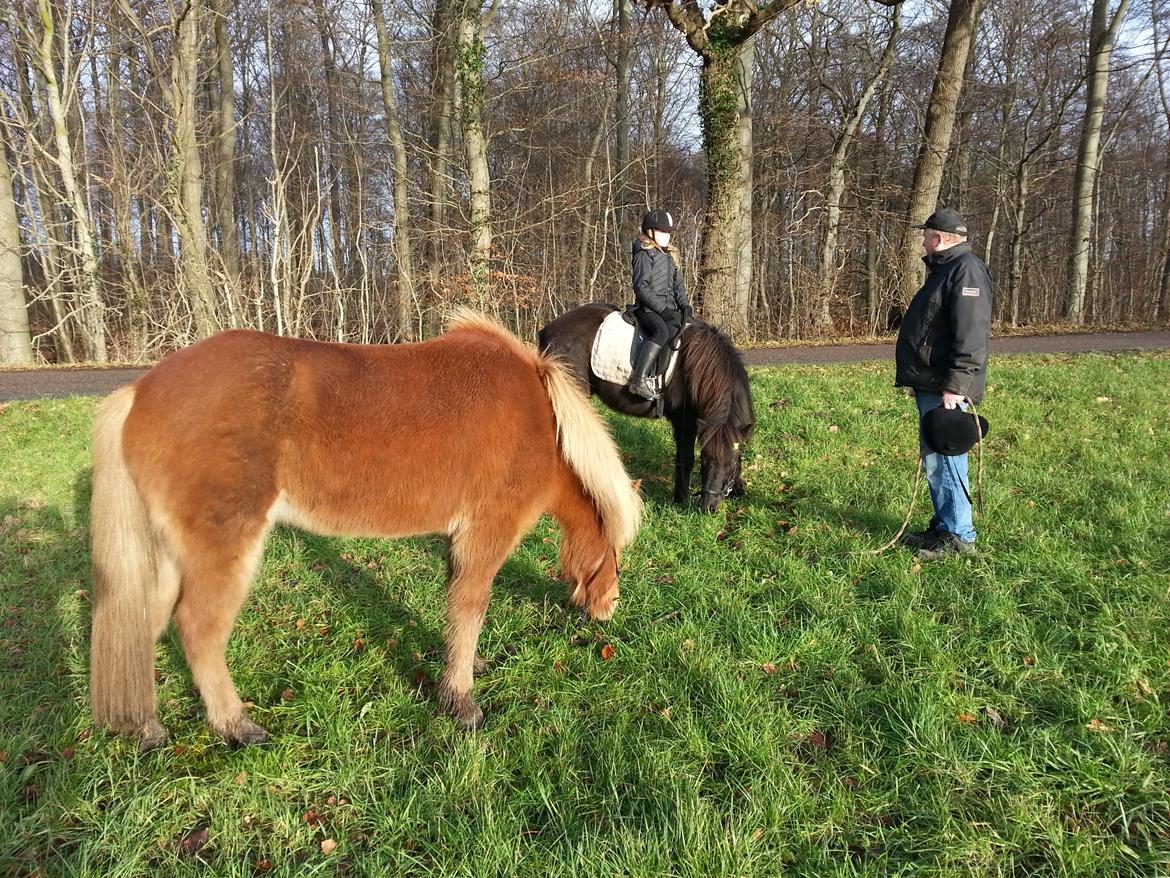 Islænder Trú fra Tungaarden billede 10