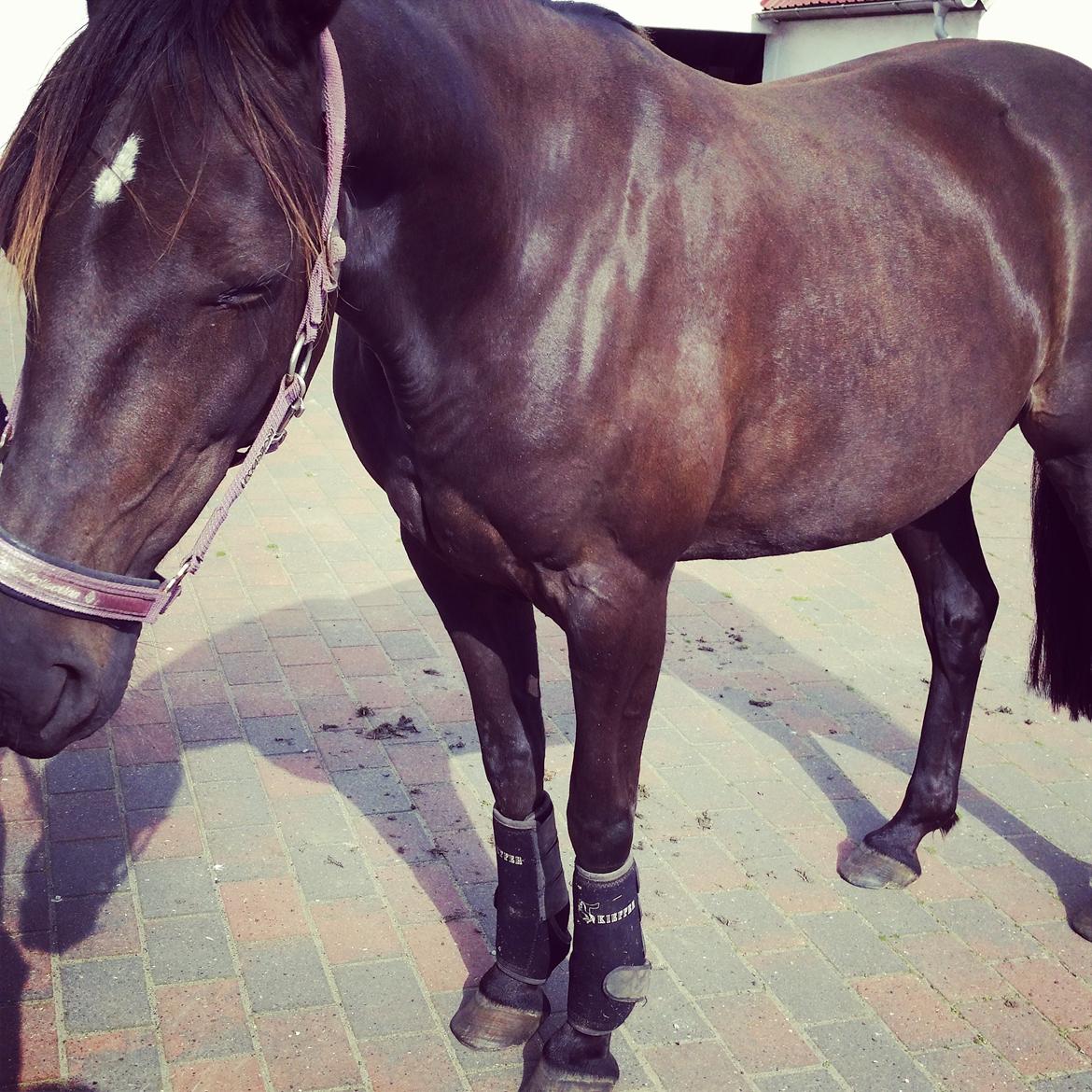 Traver New S (Daisy) R.I.P billede 4