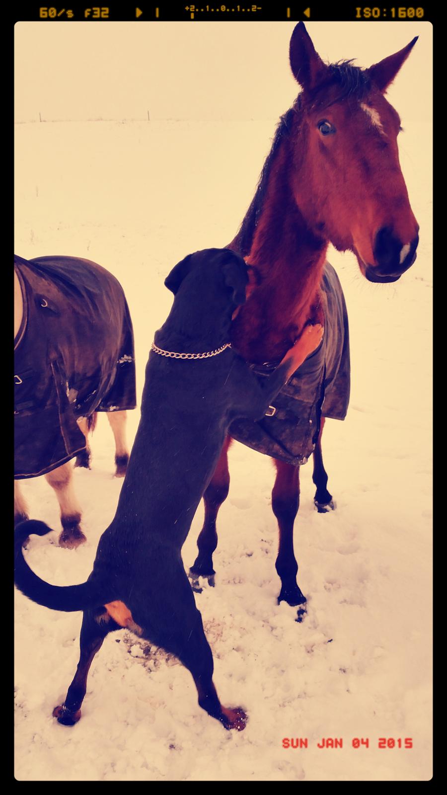 Anden særlig race Sofus billede 20