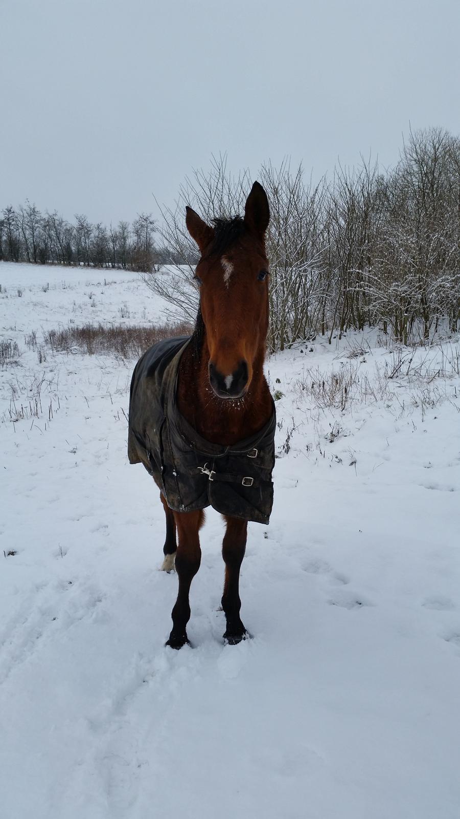 Anden særlig race Sofus - Julen 2014 billede 9
