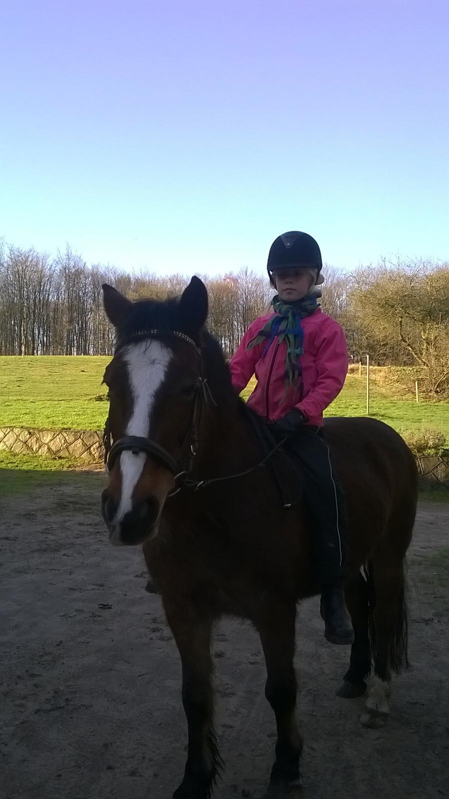 Welsh Pony af Cob-type (sec C) Flicka billede 5