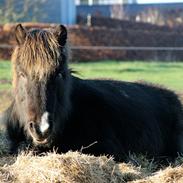 Islænder Demantur fra Fogedgården
