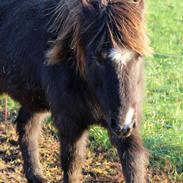 Islænder Demantur fra Fogedgården