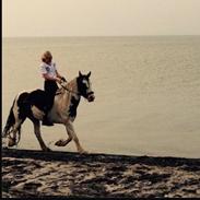 Tinker Daisy/ pixie fra stutteri stage