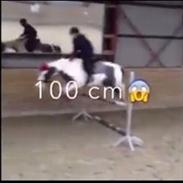 Tinker Daisy/ pixie fra stutteri stage