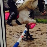 Tinker Daisy/ pixie fra stutteri stage