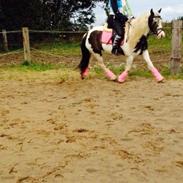 Tinker Daisy/ pixie fra stutteri stage