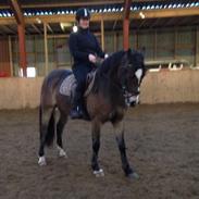 Welsh Partbred (Sec F) Greenhills Noble Touch