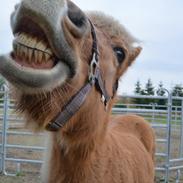 Islænder Dís fra Kópavogi