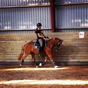 Anden særlig race Baldur