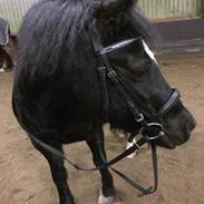 Welsh Cob (sec D) Fronarth Venus