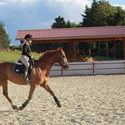 Dansk Varmblod Engvejens Romantina