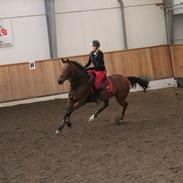 Dansk Varmblod Buskbjerggaards Hollywood.