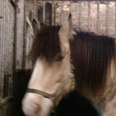 Nordsvensk Skovhest isabella