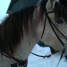 Nordsvensk Skovhest isabella