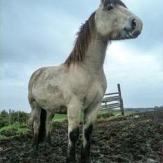Nordsvensk Skovhest isabella
