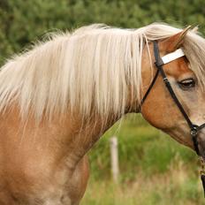 Tyroler Haflinger Notabene Lundgaard