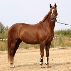 Dansk Varmblod Decanesse