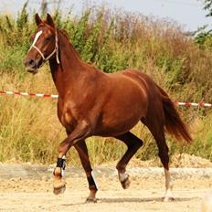 Dansk Varmblod Decanesse