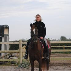 Dansk Varmblod Decanesse